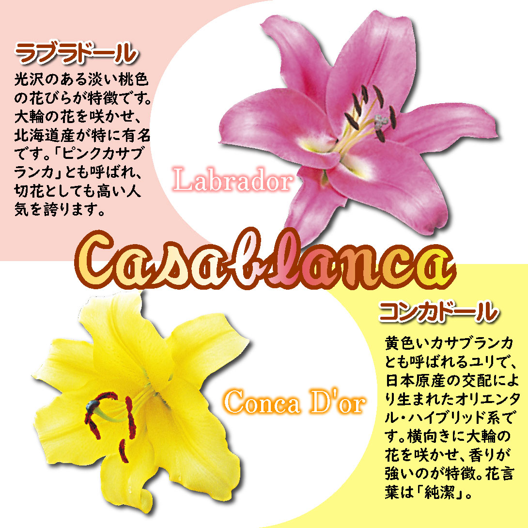 大球カサブランカファミリーセット