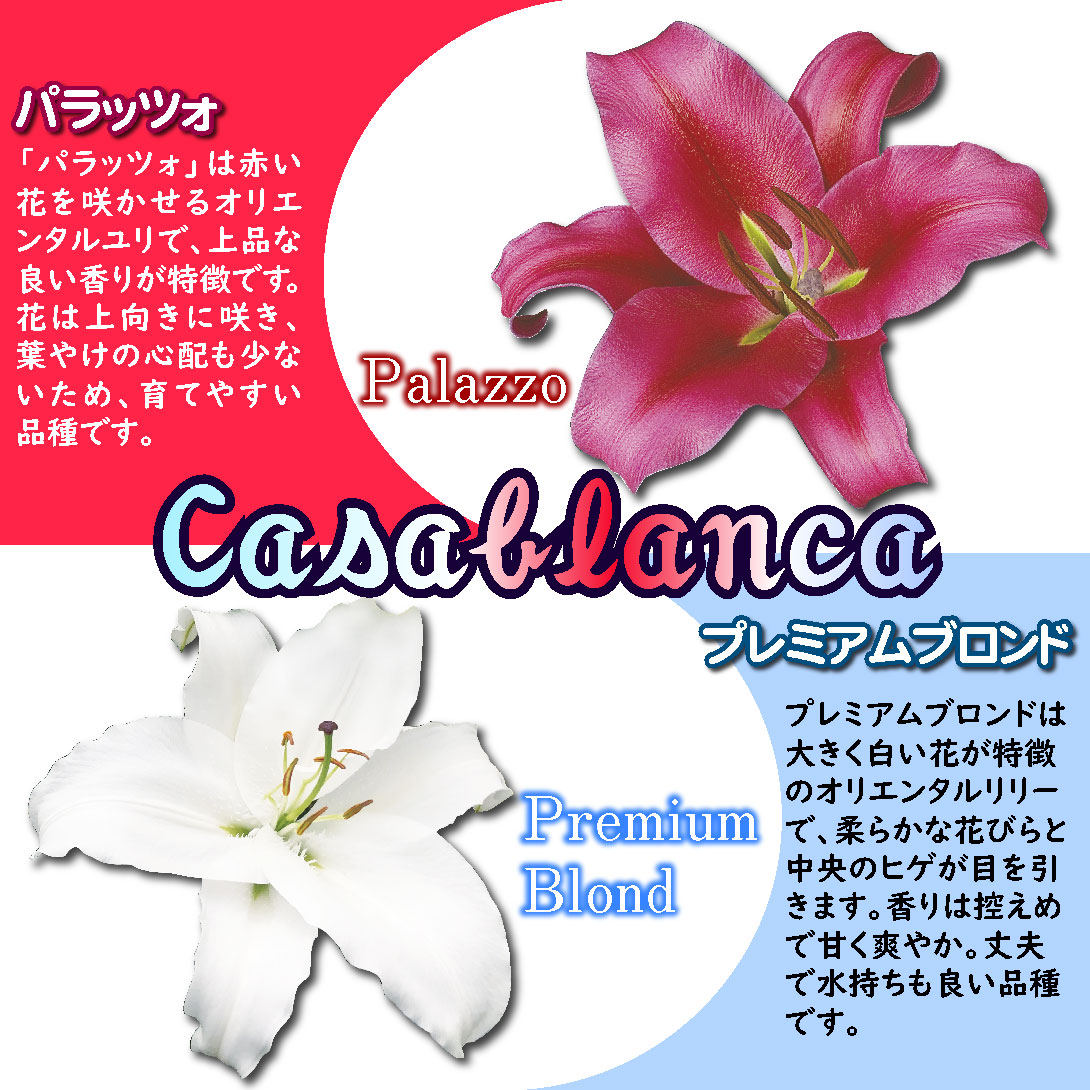 大球カサブランカファミリーセット