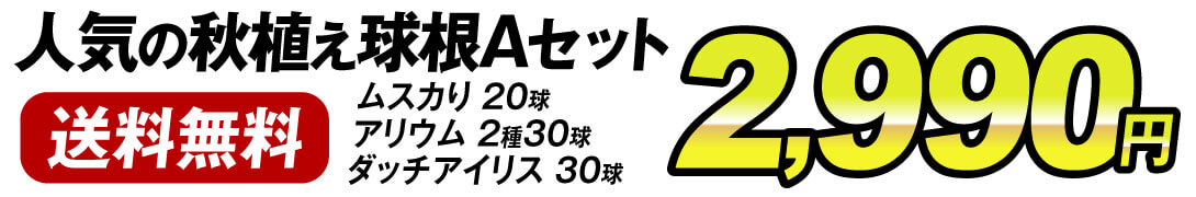 秋植え球根Aセット価格