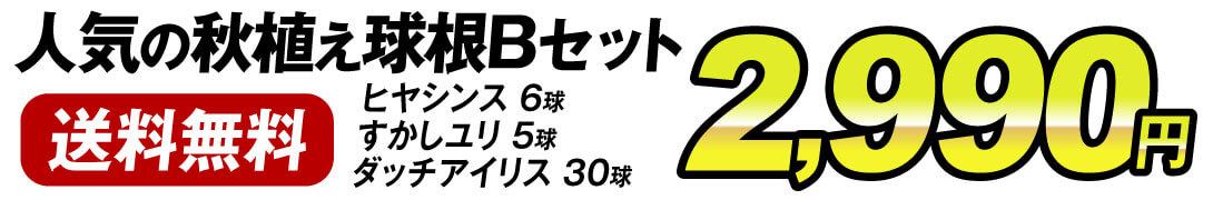 秋植え球根Bセット価格