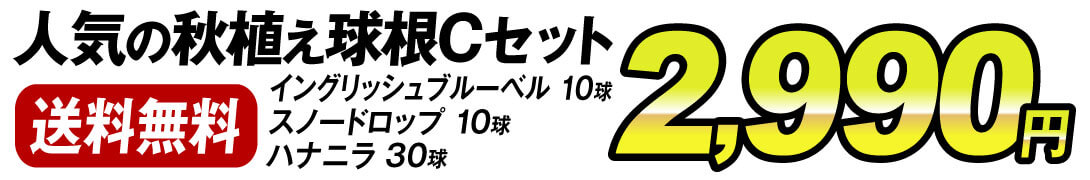 秋植え球根Cセット価格