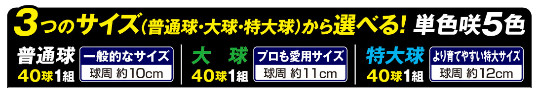 チューリップ3サイズ帯