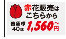 チューリップ赤花