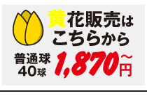 チューリップ黄花