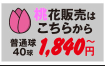 チューリップ桃花