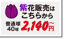 チューリップ紫花