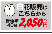 チューリップ白花