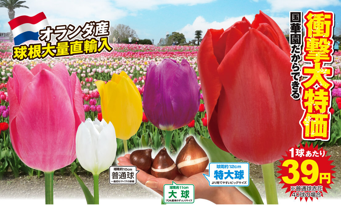 チューリップ単色