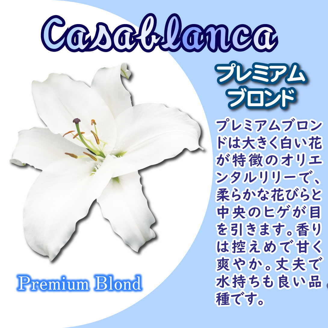 プレミアムカサブランカ