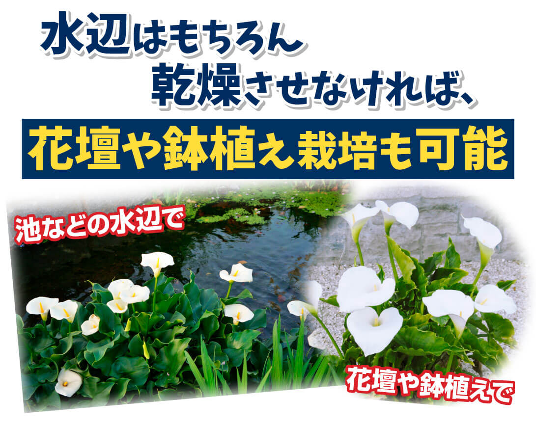 エチオピカ 水辺以外