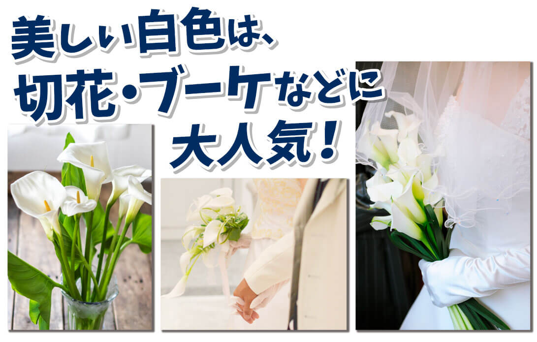 エチオピカ 切花に