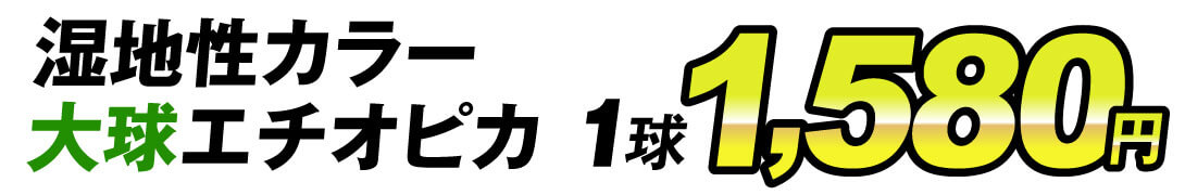 大球エチオピカ1球1580円