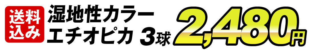 エチオピカ3球2480円 送込み