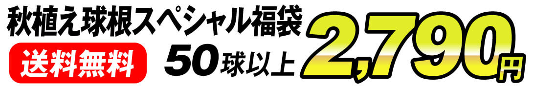 秋植え球根スペシャル福袋値段2790円
