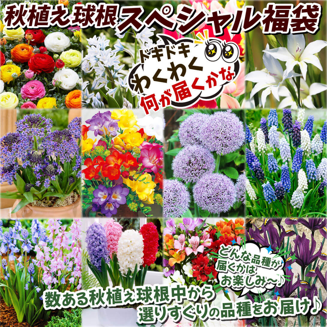 秋植え球根スペシャル福袋