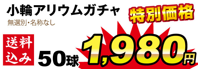 アリウムガチャ値段1980円