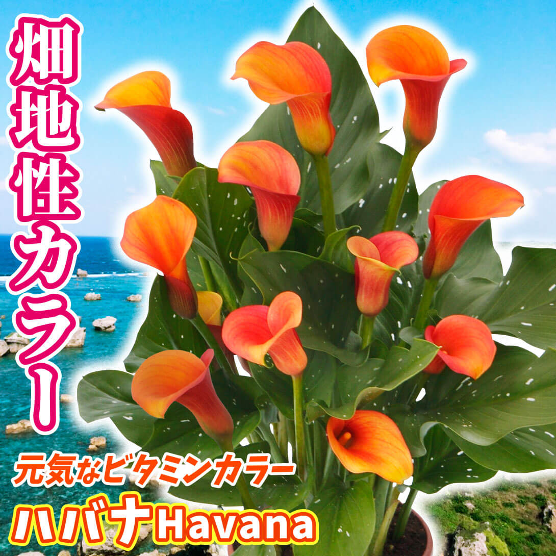 畑地性カラーハバナ
