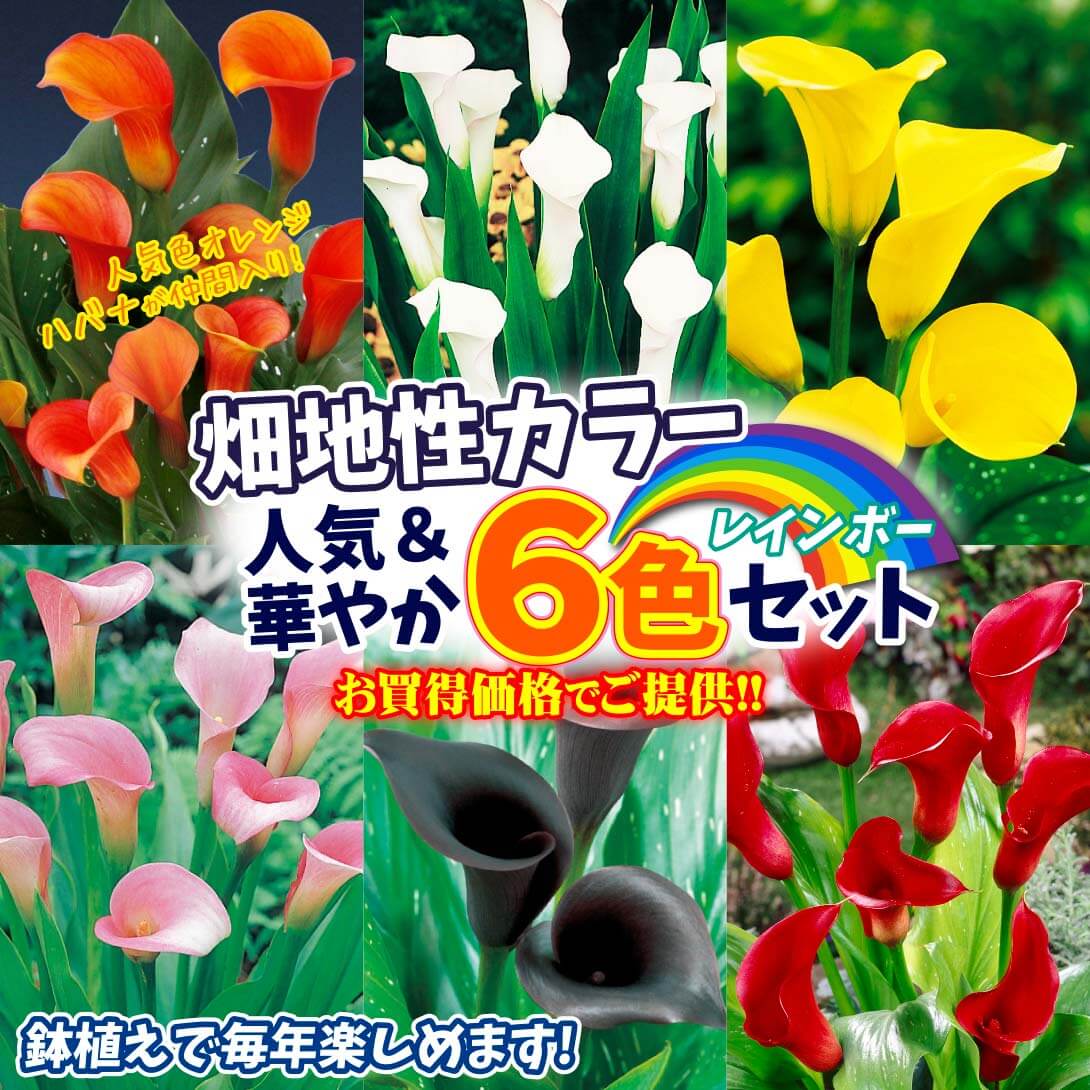 畑地性カラーレインボーセット