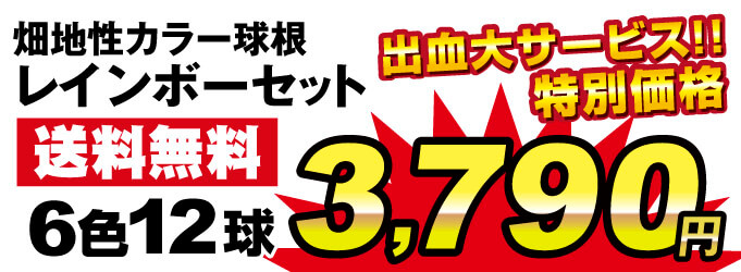 レインボーセット3970円