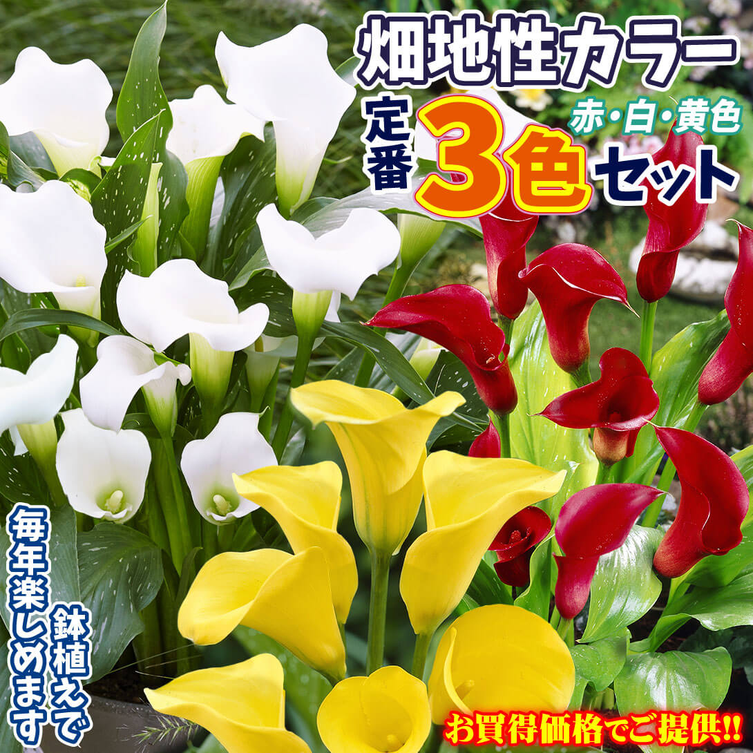 畑地性カラー3色セット