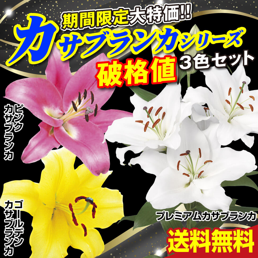 期間限定カサブランカセット