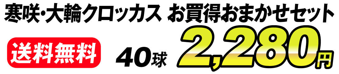 クロッカス値段2280円