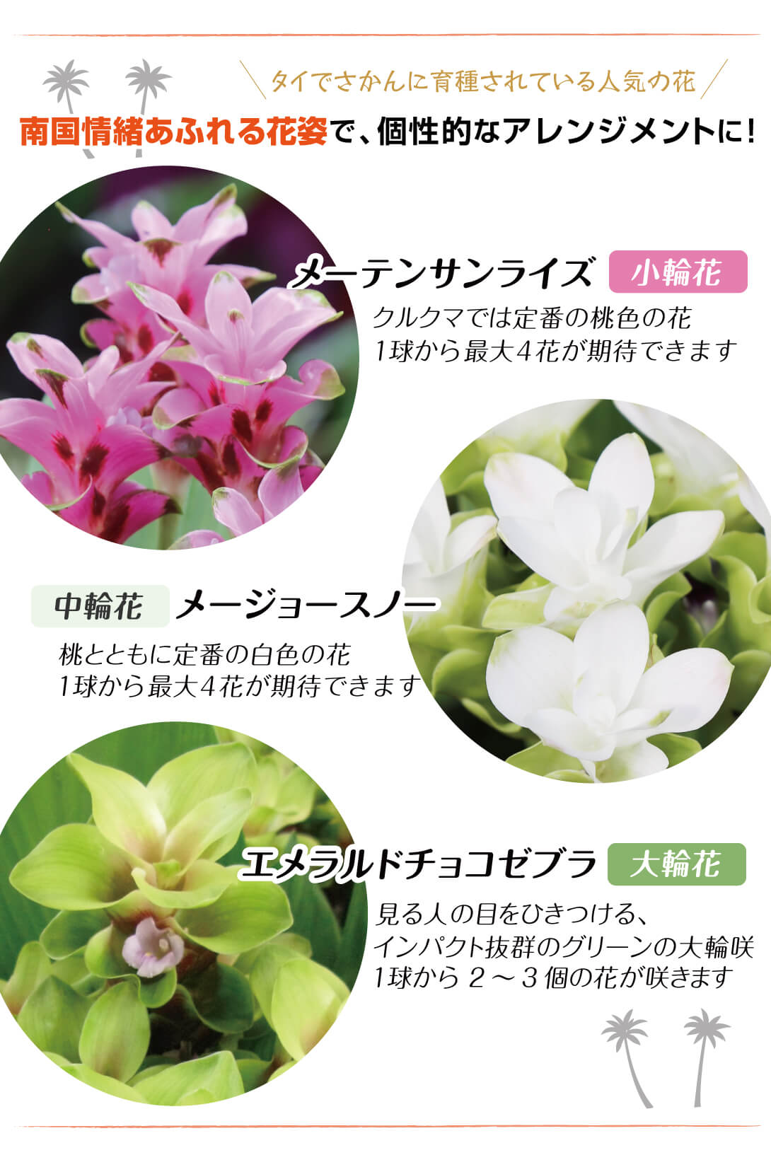 切花向きクルクマセット内容