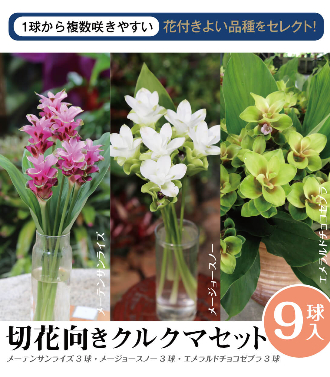 切花向きクルクマセット
