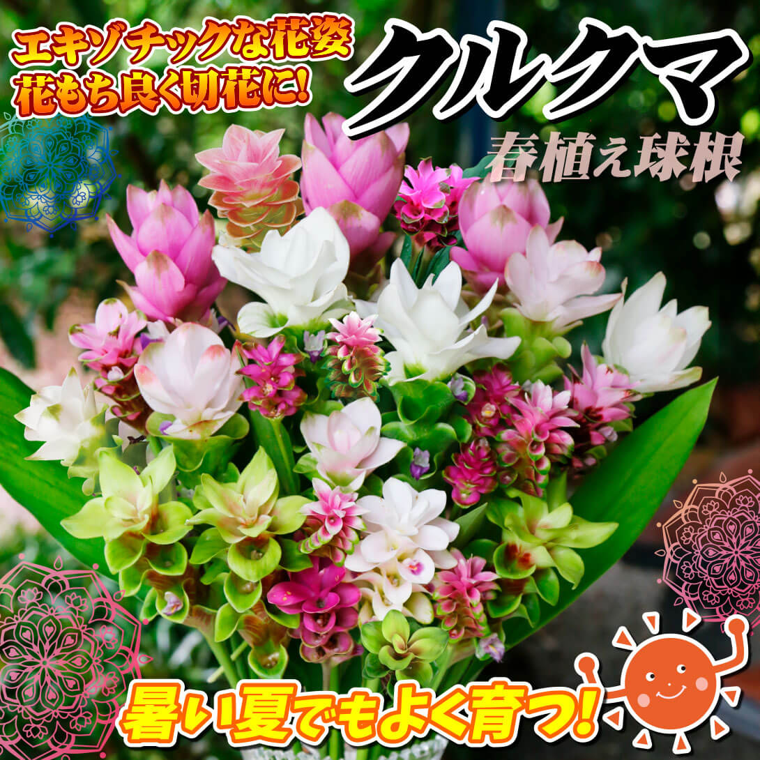 クルクマミックス