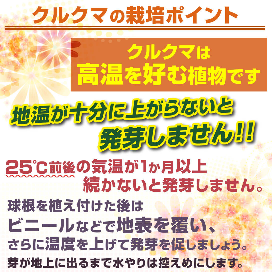 クルクマの育て方