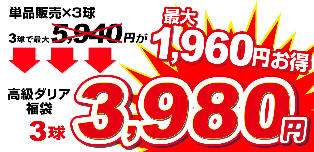 高級ダリア福袋_3球3980円