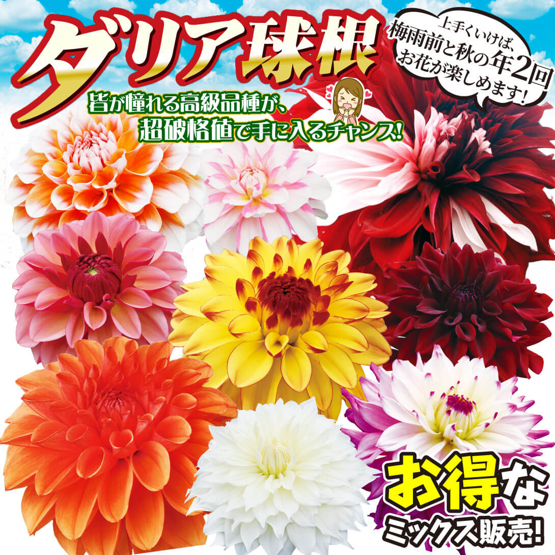 高級ダリア福袋