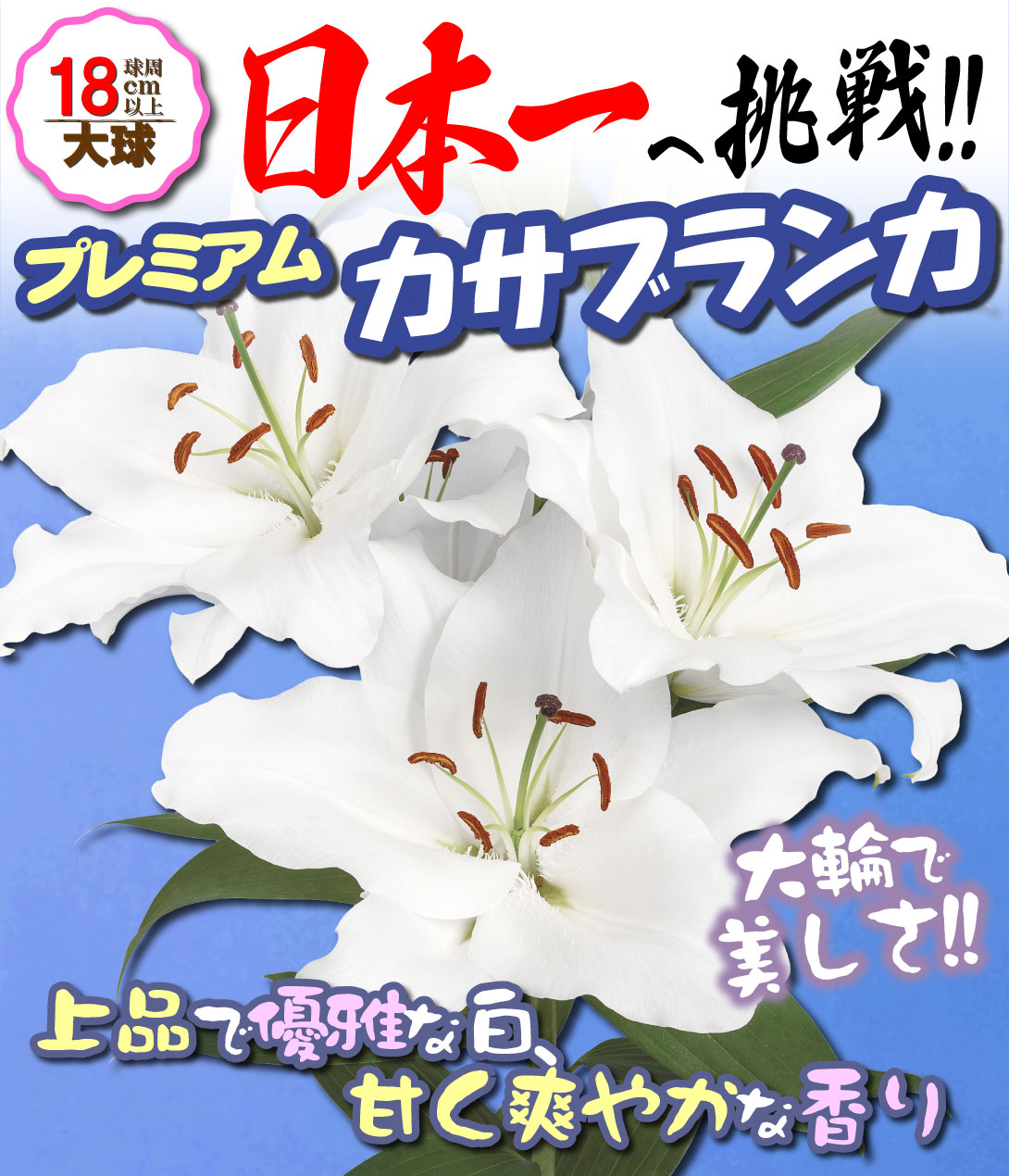 大球プレミアムカサブランカ