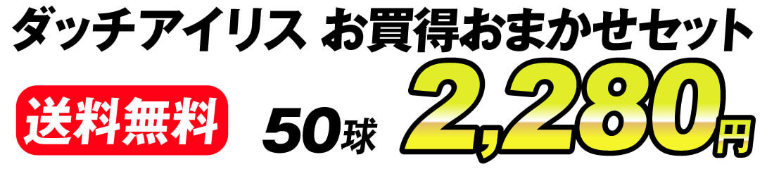 ダッチアイリス値段2280円