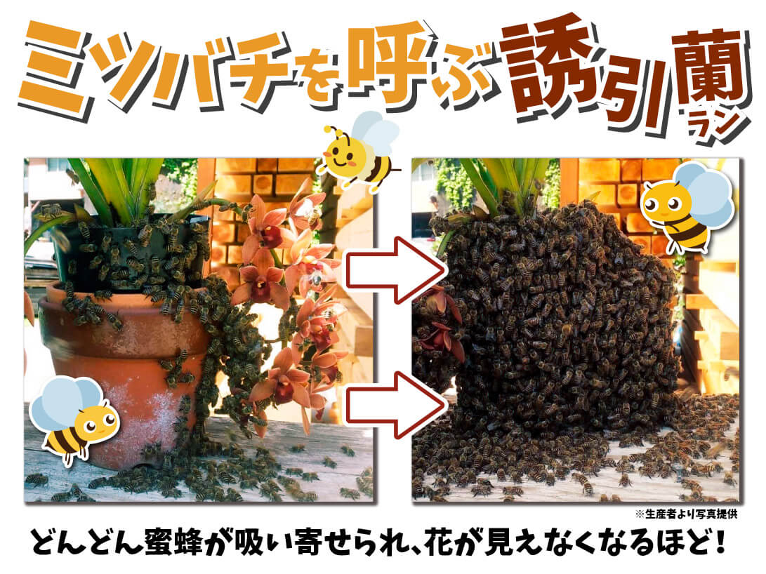 蜜蜂誘引蘭