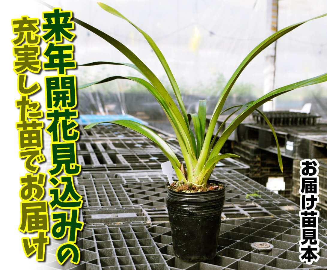 お届け見本苗