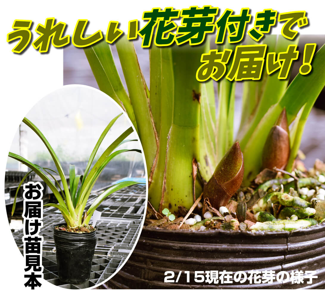 花芽付き苗