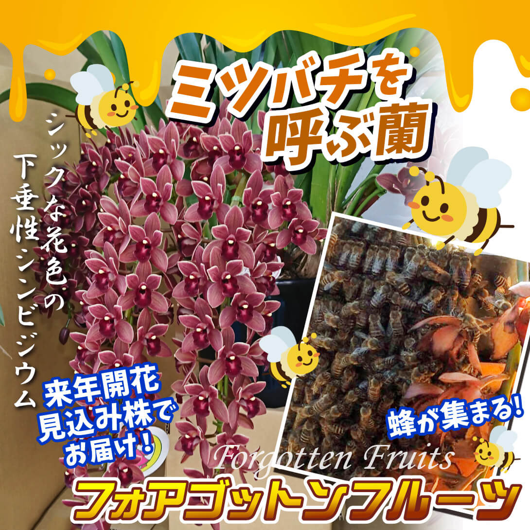 フォアゴットンフルーツ