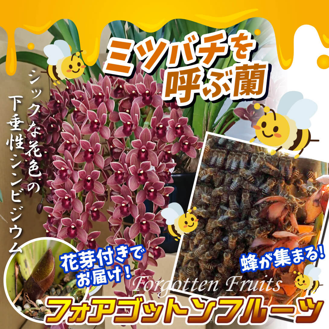 フォアゴットンフルーツ