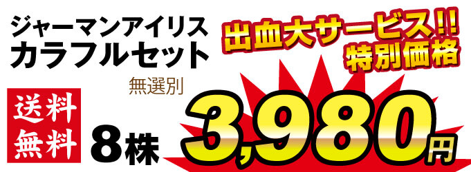 ジャーマンアイリス