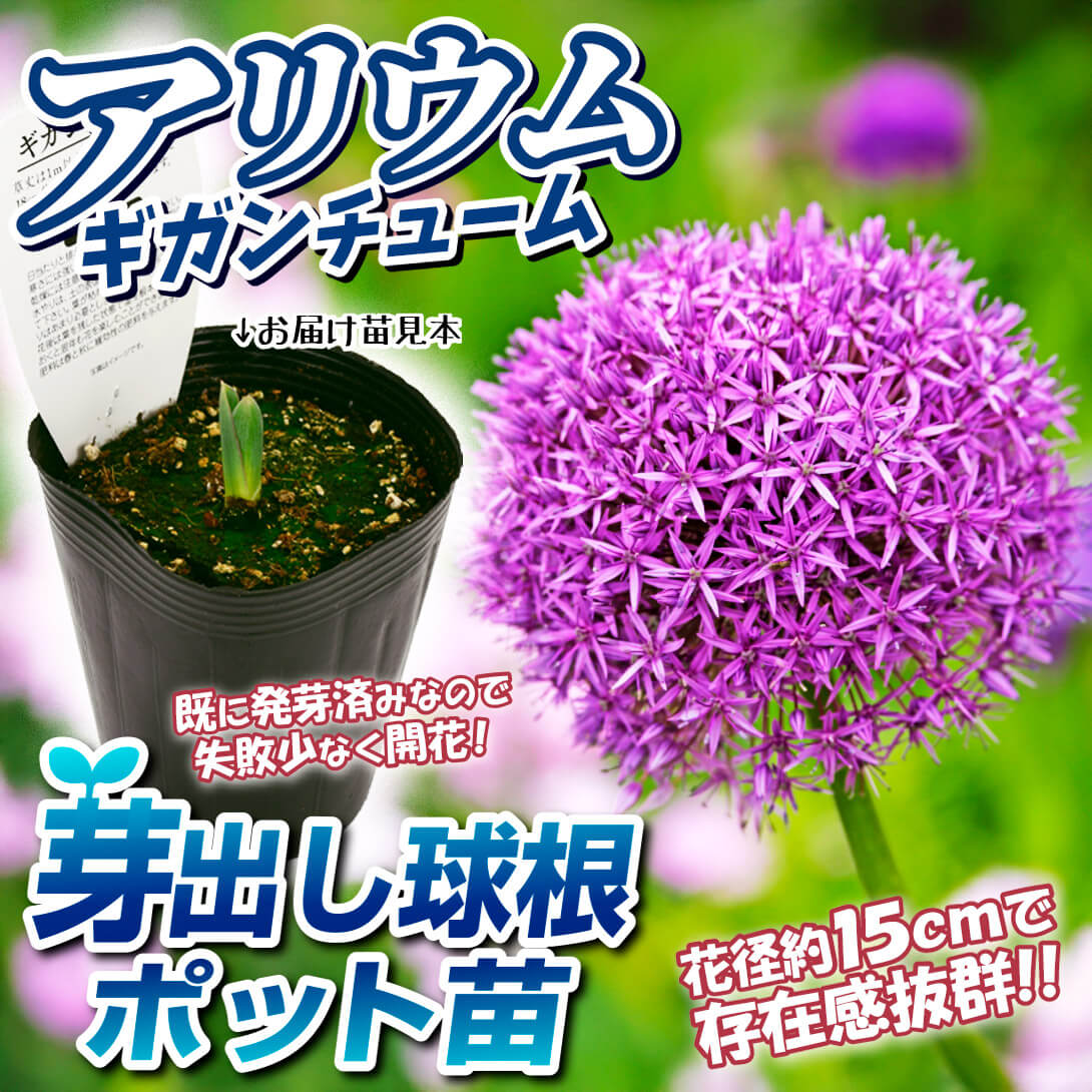 ギガンチューム芽出し苗
