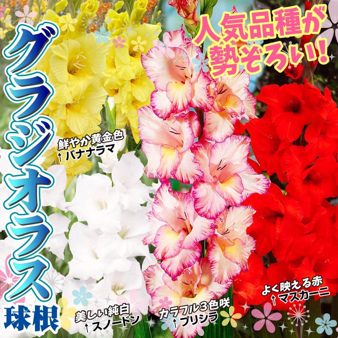 国華園人気品種セット
