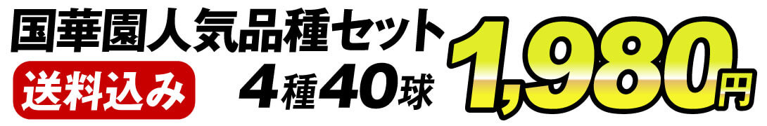 価格4種40球1980円