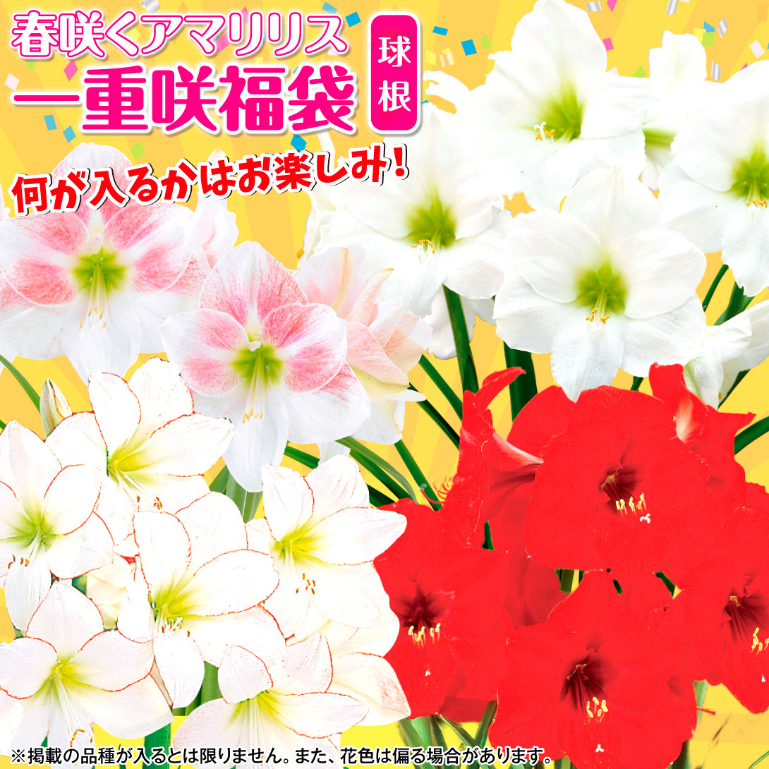 球根アマリリス在庫処分