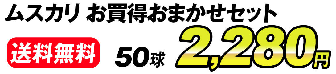 ムスカリ値段2280円