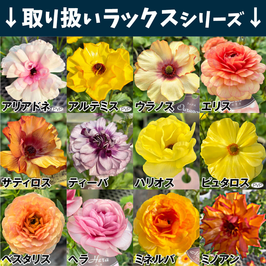 ラックスシリーズ一覧