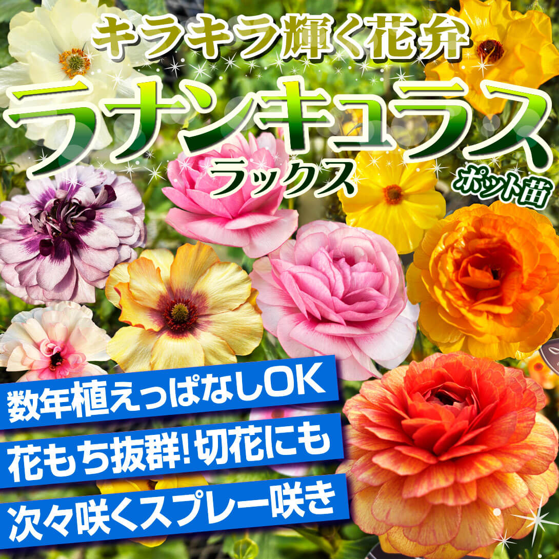 ラナンキュラス ラックス