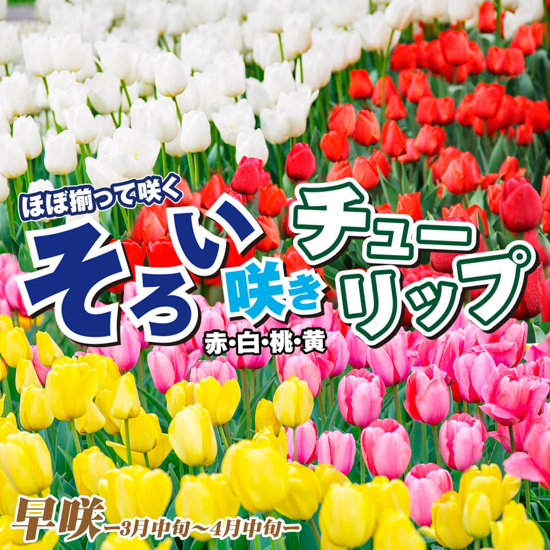 早咲そろい咲セット