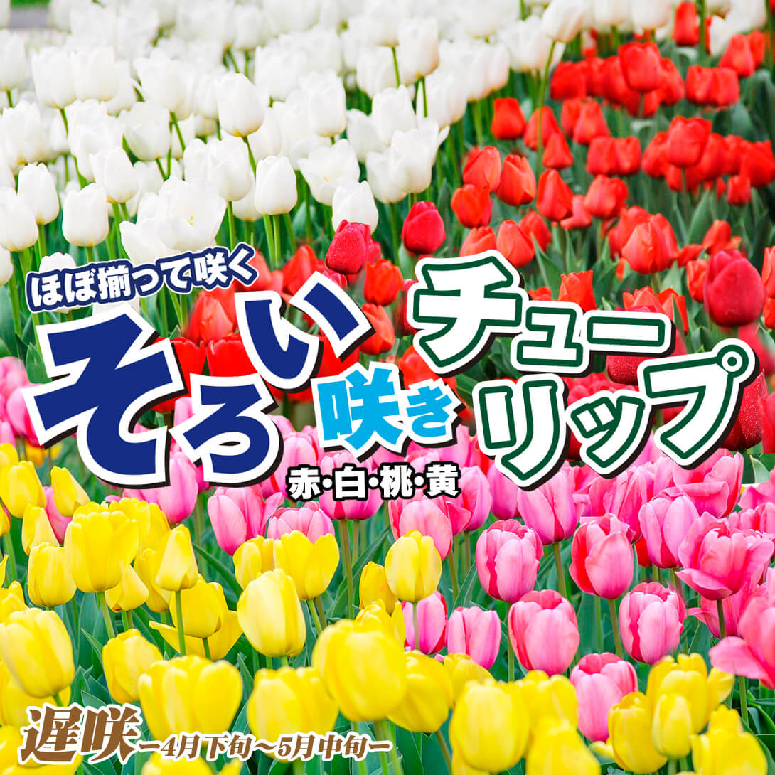 遅咲そろい咲セット