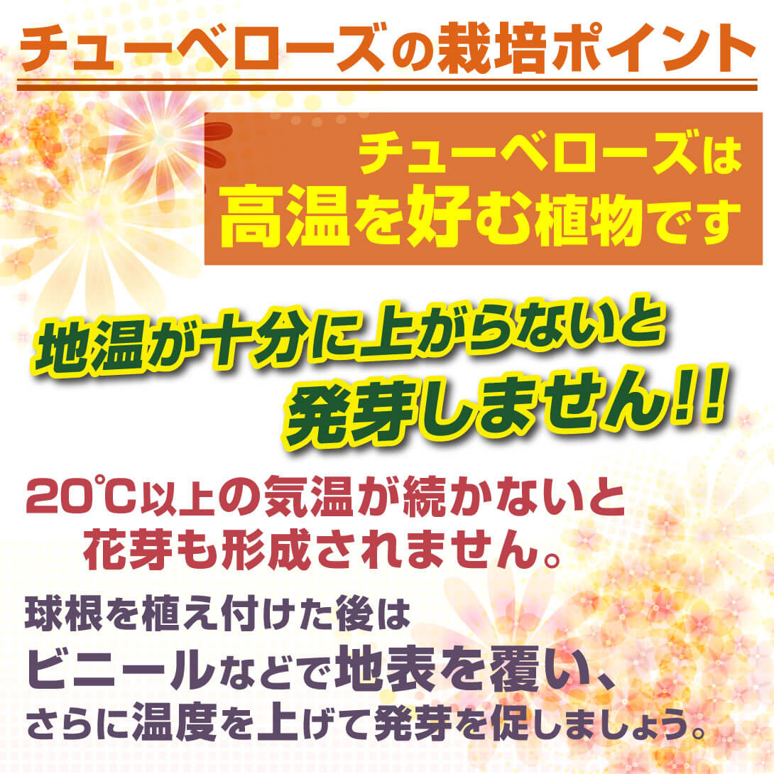 チューベローズ育て方